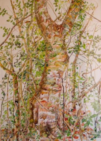 Tree Study